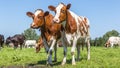 Curious brown cows in the field