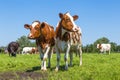 Curious brown cows in the field