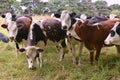 group of curious cows