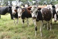 group of curious cows