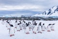 Group of curious Gentoo Penguin staring at camera in Antarctica, creche or waddle of juvenile seabird on glacier, colony in