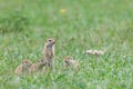 A group of curious Ground squirrel puppies in the grass. Green nature background Royalty Free Stock Photo