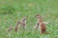 A group of curious Ground squirrel puppies in the grass. Cute funny animal ground squirrel. Royalty Free Stock Photo