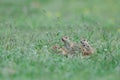 A group of curious Ground squirrel puppies in the grass. Royalty Free Stock Photo