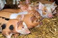 Group of curious piglets