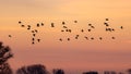 A group of curlews during the sunset Royalty Free Stock Photo