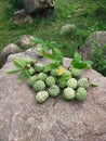 Custard apples at my village Royalty Free Stock Photo