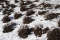 Cut shrubs in a snowy garden in winter Royalty Free Stock Photo