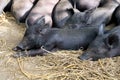 Group Cute baby black pig sleeping in pigpen. Royalty Free Stock Photo