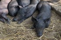 Group Cute baby black pig sleeping in pigpen. Royalty Free Stock Photo