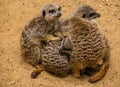 A group of cute baby meerkats