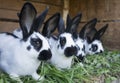 A group cute black and white rabbits