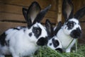 Group cute black and white rabbits with spots