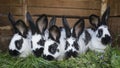 Group cute black and white rabbits with spots