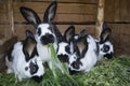 Group cute black and white rabbits with spots