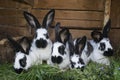 Group cute black and white rabbits with spots