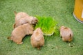 A group of Cute brown Prairie Dog get feeding with green grass from a tray. Royalty Free Stock Photo