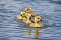 Group of 4  cute Canada Geese chicks swimming in line Royalty Free Stock Photo