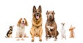 Group of cute dogs sitting together Royalty Free Stock Photo