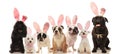 Group of cute dogs wearing easter bunny ears Royalty Free Stock Photo