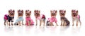 Group of cute dressed yorkshire terriers