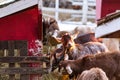 Group of cute dwarf goats eating hay by the barn. Beautiful farm animals at petting zoo Royalty Free Stock Photo