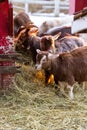 Group of cute dwarf goats eating hay by the barn. Beautiful farm animals at petting zoo Royalty Free Stock Photo