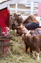 Group of cute dwarf goats eating hay by the barn. Beautiful farm animals at petting zoo Royalty Free Stock Photo