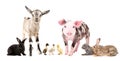 Group of cute farm animals Royalty Free Stock Photo