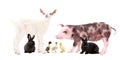 Group of cute farm animals Royalty Free Stock Photo