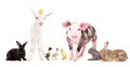 Group of cute farm animals standing together Royalty Free Stock Photo