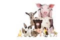 Group of cute farm animals Royalty Free Stock Photo