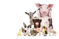 Group of cute farm animals