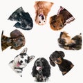 Group of cute fluffy dogs Royalty Free Stock Photo