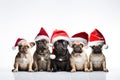 Group of cute french bulldog wearing christmas santa claus hats sitting on grey background, A group of dogs, adorned with Royalty Free Stock Photo