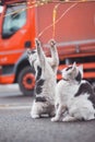 Group of cute, frisky kittens run around and play with each other. The cuteness of four-legged babies. A family of cats. Young Royalty Free Stock Photo