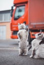 Group of cute, frisky kittens run around and play with each other. The cuteness of four-legged babies. A family of cats. Young Royalty Free Stock Photo