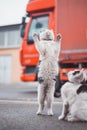 Group of cute, frisky kittens run around and play with each other. The cuteness of four-legged babies. A family of cats. Young Royalty Free Stock Photo