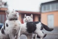 Group of cute, frisky kittens run around and play with each other. The cuteness of four-legged babies. A family of cats. Young Royalty Free Stock Photo