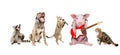 Group of cute funny animals musicians Royalty Free Stock Photo