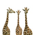 Group of cute giraffes on white background