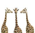 Group of cute giraffes on white background