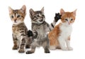 Group of cute kittens on white background Royalty Free Stock Photo