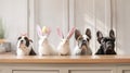 Group of cute little dogs with bunny ears on table indoors. Easter celebration. Banner.