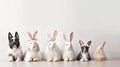 Group of cute little dogs with bunny ears on table indoors. Easter celebration. Banner. Royalty Free Stock Photo