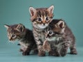 Group of cute little kittens Royalty Free Stock Photo