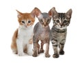 Group of cute little kittens on white background Royalty Free Stock Photo