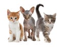 Group of cute little kittens on white Royalty Free Stock Photo