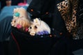 Group of cute little Maltese dogs in a bag Royalty Free Stock Photo