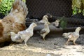 Group cute little newborn yellow chickens and mother chicken are pecking at the food on hen house in farm pattern background. Royalty Free Stock Photo